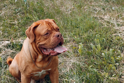 Portrait Dogue de Bordeaux. Dog mastiff pet