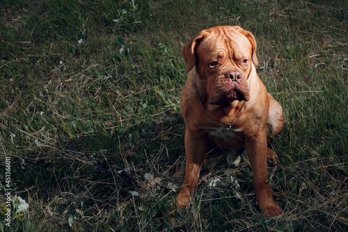 Portrait Dogue de Bordeaux. Dog mastiff pet