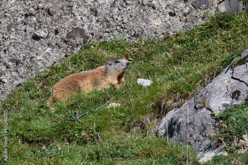 Murmeltiere im Herbst in den Alpen 