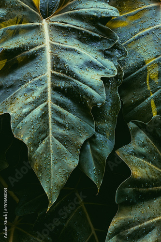 close up of leaf