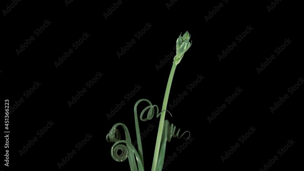 Time-lapse of growing Albuca plant 3x1 in PNG+ format with ALPHA transparency channel isolated on black background. Other Albuca names: Albuca Spiralis, Frizzle -Sizzle, Cape Star, Slime Lily Time-lapse of growing Albuca plant 3x1 in PNG+ format with ALPHA transparency channel isolated on black background. Other Albuca names: Albuca Spiralis, Frizzle -Sizzle, Cape Star, Slime Lily