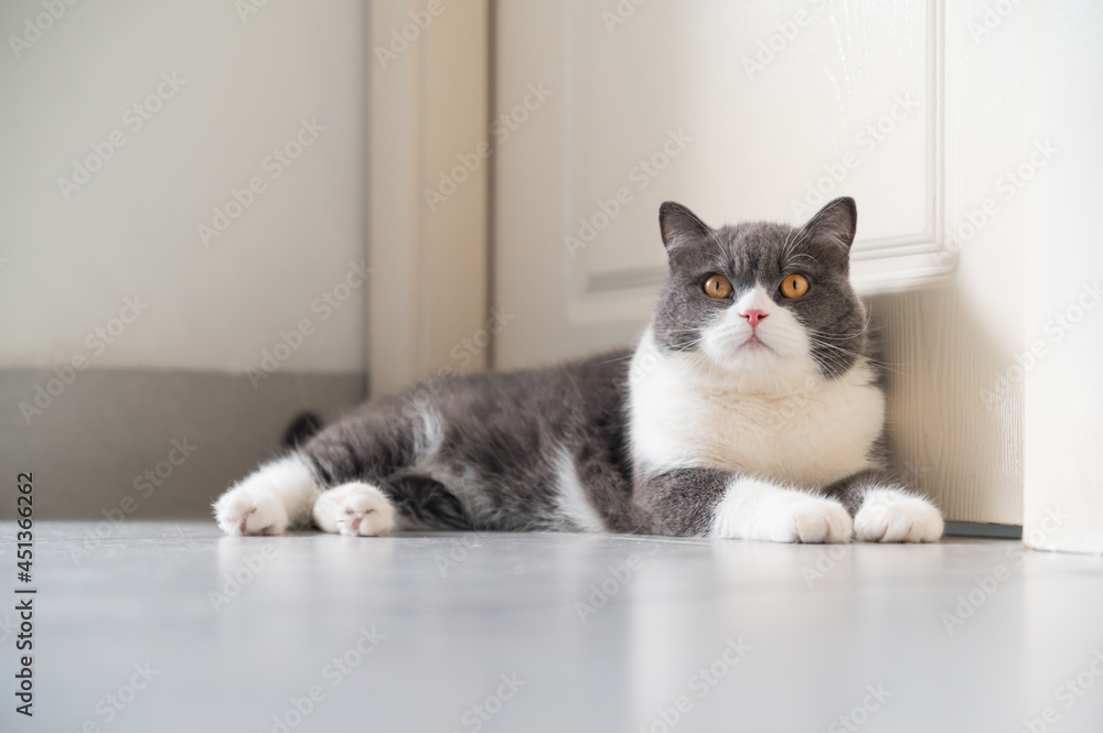 British Shorthair lying on the floor