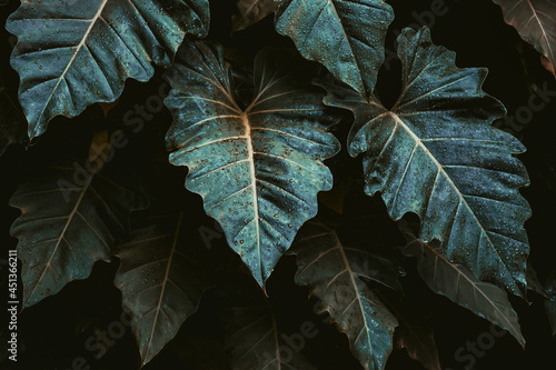 frost on leaf