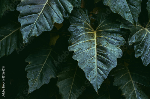 green leaf background, tropical leaf, abstract green leaf texture