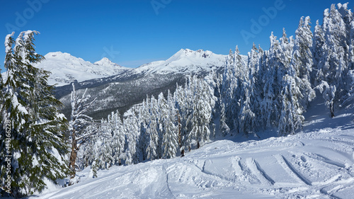 Winter forest with snowy mountains in the background on a sunny day in central Oregon.