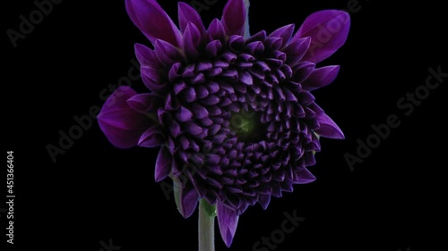 Time-lapse of blooming purple dahlia flower 5b3 in RGB + ALPHA matte format isolated on black background
 photo