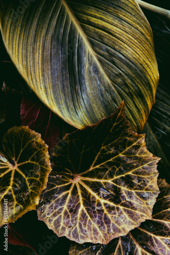 close up of flower
