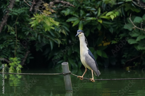 black crowned night heron in the rainy forest