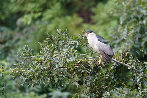 black crowned night heron in the rainy forest photo