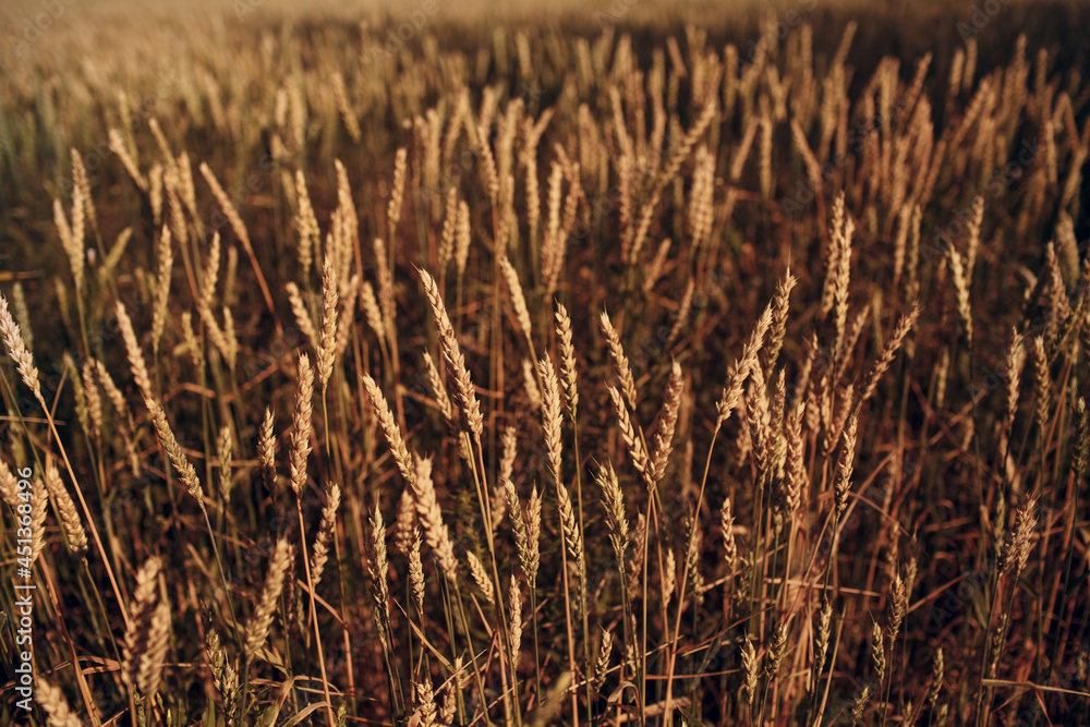 Close up of ripe wheat ears. Selective focus