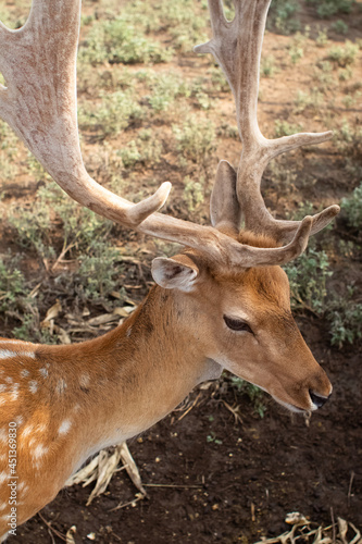 Close-up of a deer at the petting zoo. Feeding the animal with goodies. Tamed and domesticated wild artiodactyla. Young and fluffy horns. The animal s eyes look from behind the cage.