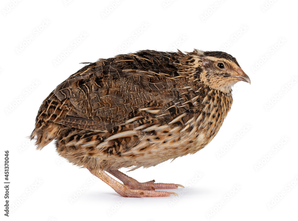 Roux brown Quail bird, standing side ways. Looking away from camera. isolated on a white background. Roux brown Quail bird, standing side ways. Looking away from camera. isolated on a white background.
