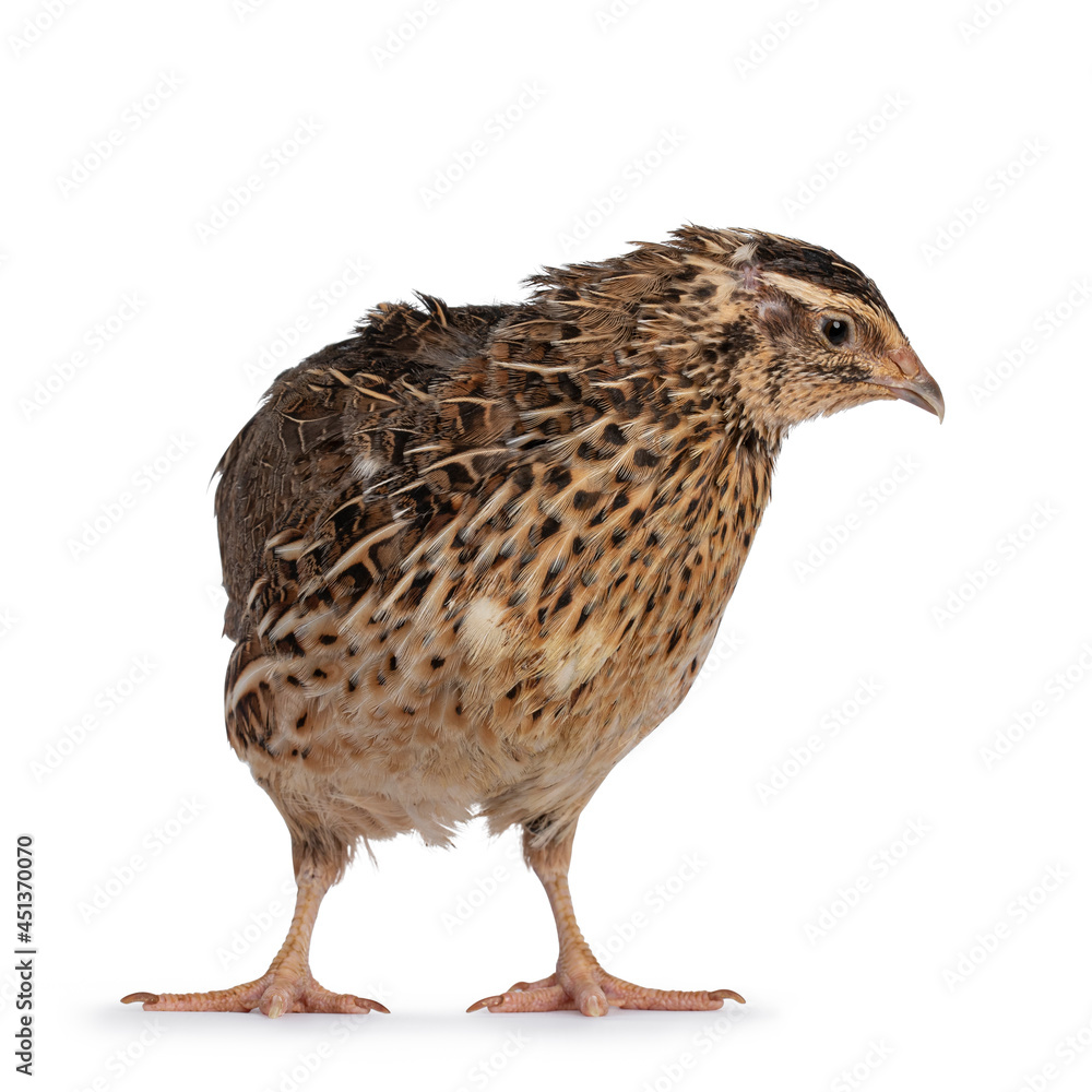 Roux brown Quail bird, standing facing front. Looking away from camera. isolated on a white background.