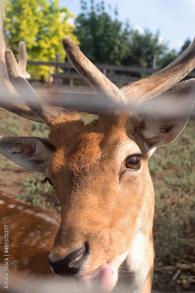 Close-up of a deer at the petting zoo. Feeding the animal with goodies. Tamed and domesticated wild artiodactyla. Young and fluffy horns. The animal's eyes look from behind the cage.
