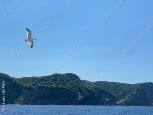seagull flying over the sea © madk