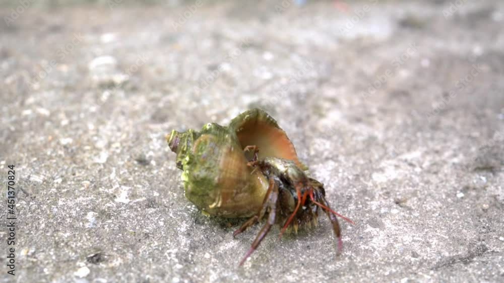 Hermit crab emerges from its shell close-up, cancer hermit comes out of the seashell, black sea inhabitants, marine hermit crab at the beach Hermit crab emerges from its shell close-up, cancer hermit comes out of the seashell, black sea inhabitants, marine hermit crab at the beach