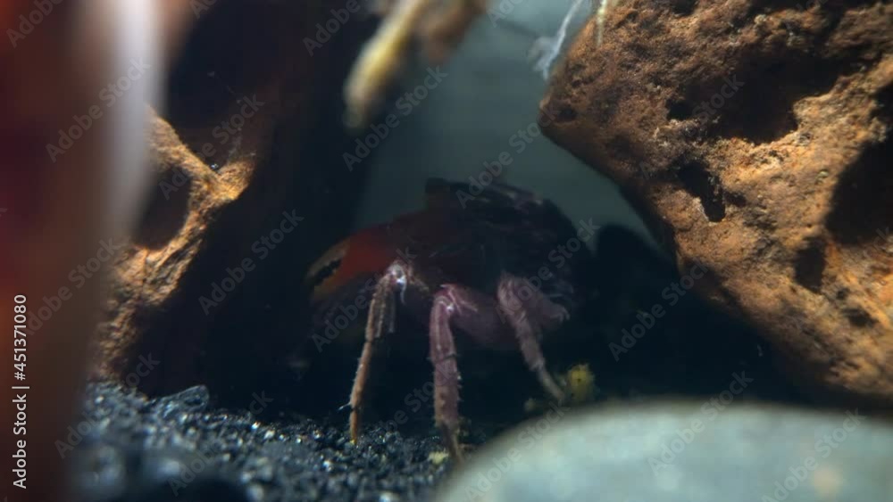 A red claw crab (Perisesarma bidens) crawls into a hiding space between rocks. A red claw crab (Perisesarma bidens) crawls into a hiding space between rocks.