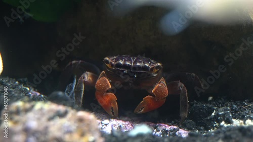 A red claw crab (Perisesarma bidens) places particles of food in her mouth with one claw. photo