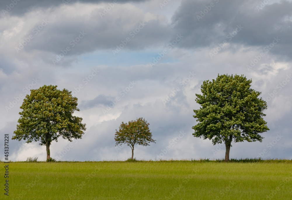 Obraz premium Three trees on the edge of the field
