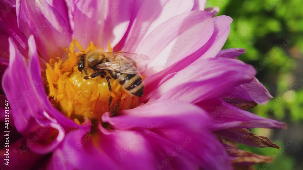 A honey bee in close-up, industriously collects pollen in an orange core on a purple Cosmea flower. A honey bee in close-up, industriously collects pollen in an orange core on a purple Cosmea flower.