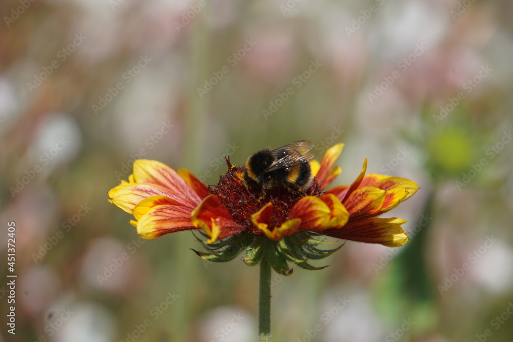 Bumblebee on a flower