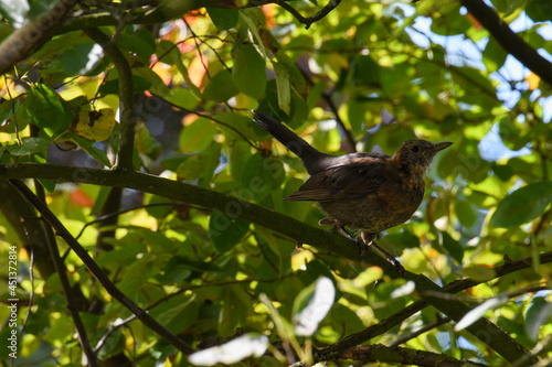 bird on a tree