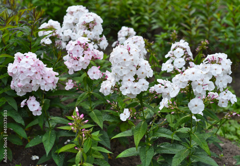 Phlox Mia Ruys growing in Russian Far East Phlox Mia Ruys growing in Russian Far East