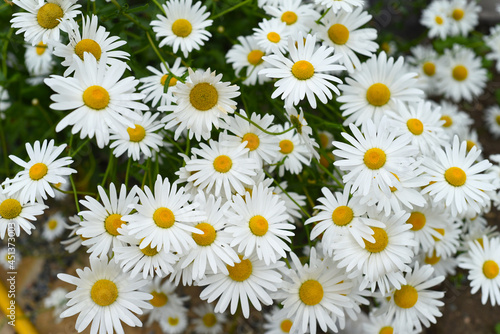 Common daisy  chamomile  flowers on light background