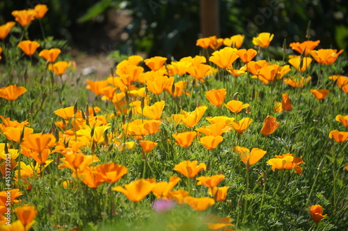 Yellow californian poppy