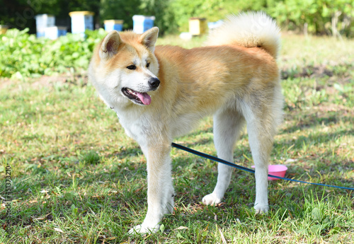 Adult Akita dog from Japan.