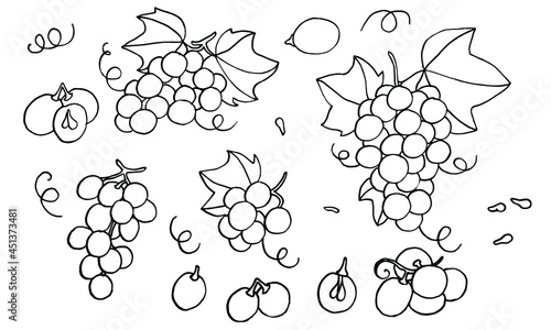 Set of grapes monochrome sketch. Hand drawn grape bunches. Decorative doodles in vector illustration. For icon, sticker, logo, wine. 