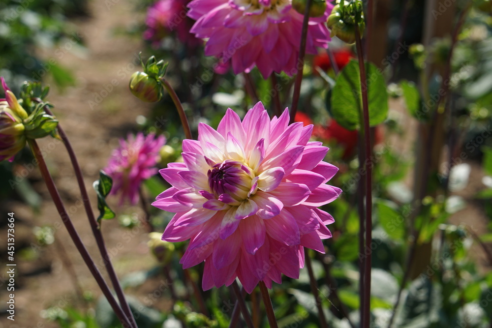 Fototapeta premium Pink dahlia in flower