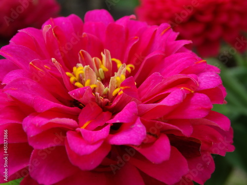 Deep pink zinnia flower, dahlia-flowered variety, macro