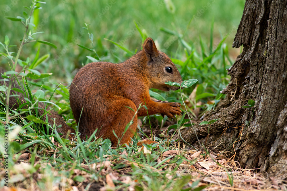 Red squirrel eat nuts on spring scene, Red squirrel sit on tree Red squirrel eat nuts on spring scene, Red squirrel sit on tree