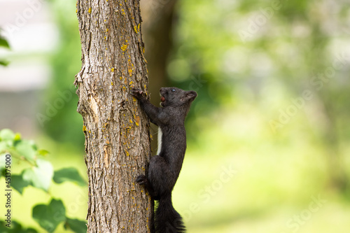 Black squirrel sit on the ground and grass. beatiful springand summer scee