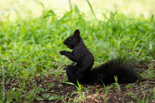 Black squirrel sit on the ground and grass. beatiful springand summer scee © airunreal