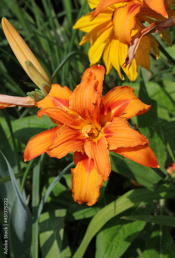 Orange Daylily flower, Derbyshire England
Orange Daylily flower, Derbyshire England