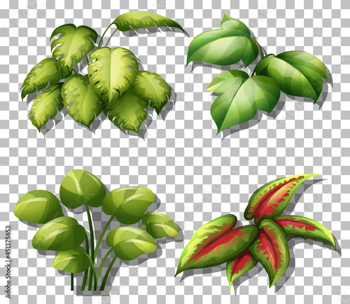 Set of various plants on transparent background