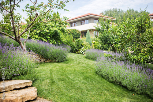 beautiful blooming lavender