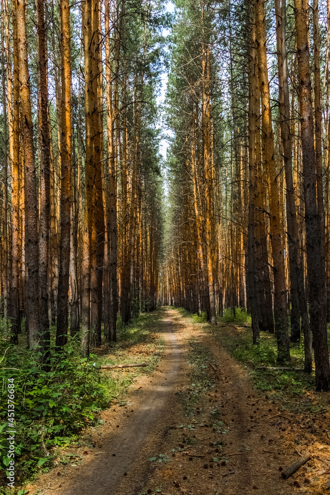 path in autumn forest path in autumn forest