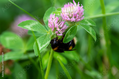 Bombus sit on the flower and grass, summer and spring scene. 
Bumblebee on pink flower