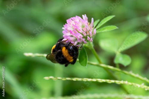 Bombus sit on the flower and grass, summer and spring scene. 
Bumblebee on pink flower