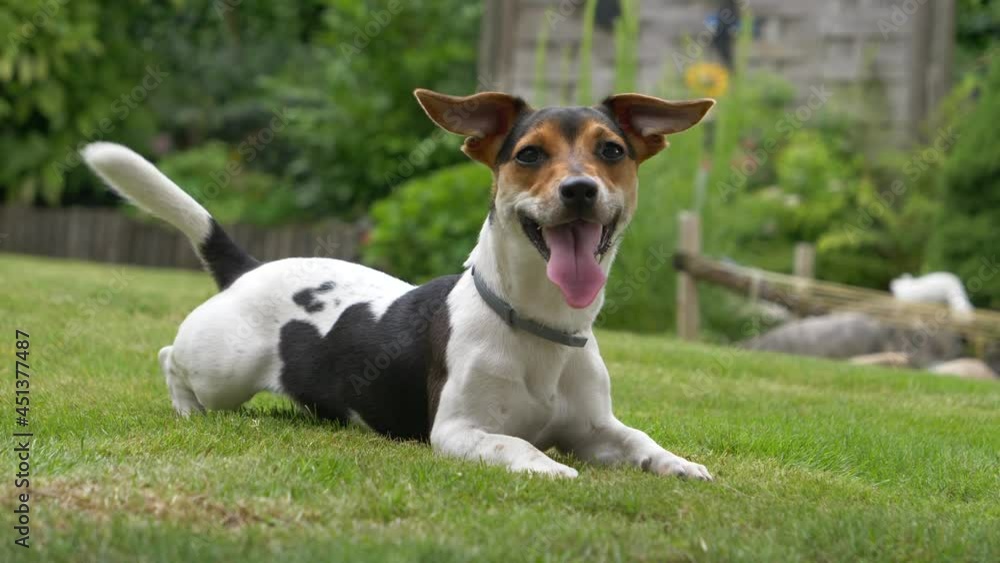 Cute little Jack Russel Terrier Pet outdoors in garden playing with master, fawning tail Cute little Jack Russel Terrier Pet outdoors in garden playing with master, fawning tail