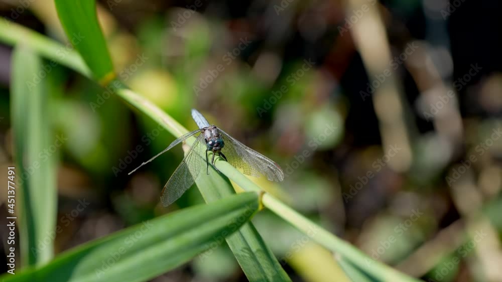 Close up: Wild Dragonfly resting on green plant during sunny day in wilderness - 4K prores high quality footage Close up: Wild Dragonfly resting on green plant during sunny day in wilderness - 4K prores high quality footage