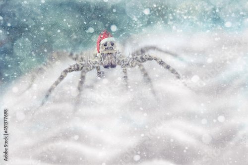 Spider Santa Claus. Funny spider in a Santa Claus hat. It's snowing all around. Macro photo of a spider. New Year and Christmas. Spider Santa Claus. photo