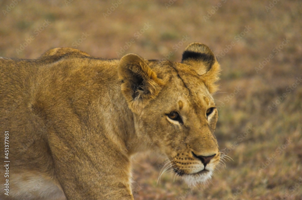 Fototapeta premium Wild African lioness, Masai mara, Kenya, Africa
