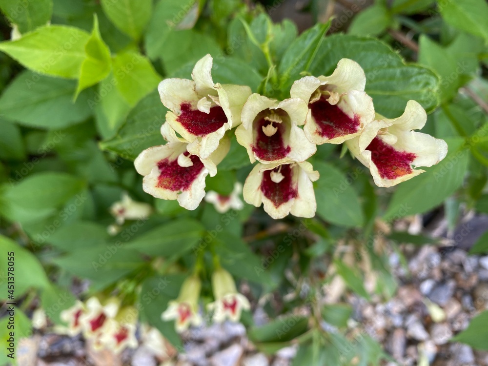 Obraz premium Alpine plants