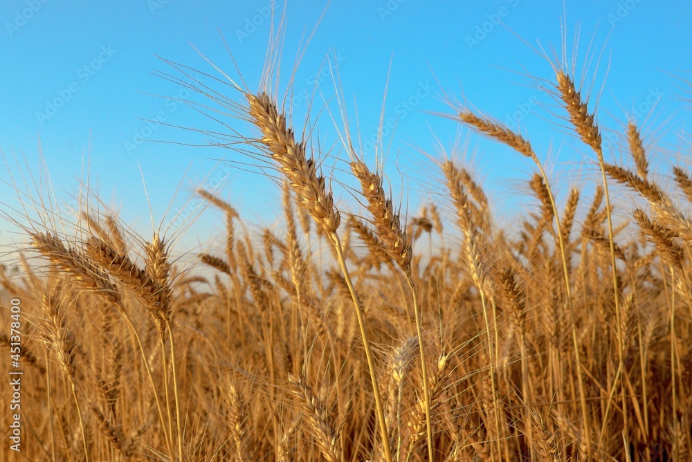 ears of wheat on blue sky