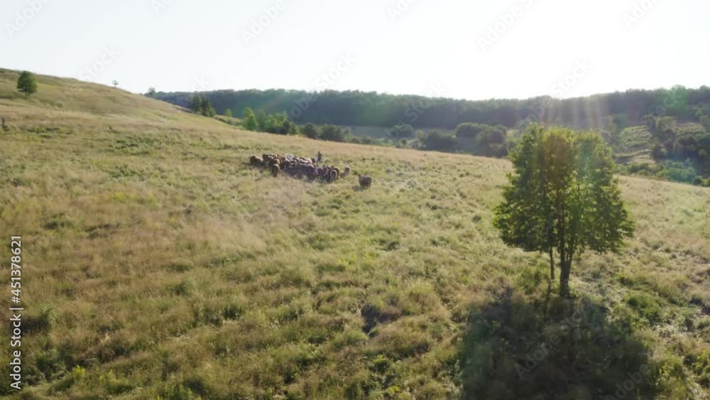 Aerial shot at golden hour. Cattle herd grazing on a large pasture. Eco friendly farming. Respect for animals Aerial shot at golden hour. Cattle herd grazing on a large pasture. Eco friendly farming. Respect for animals