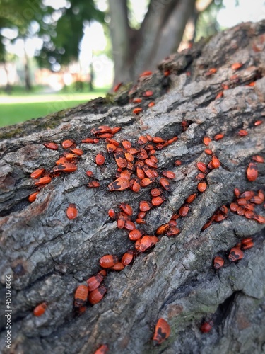 Tree bark and red insects